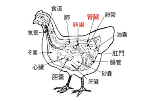 鶏の卵巣及び腎臓の位置